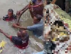Warga Tangkap Buaya yang Memangsa Wanita Hamil di Mimika