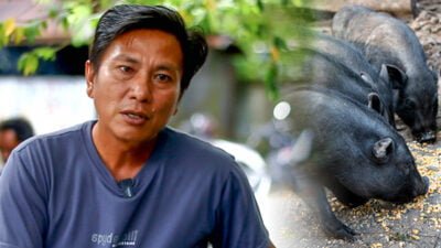 Kisah Peternak di Timika Merugi Ratusan Juta Rupiah Akibat Virus ASF