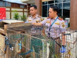 Karantina Papua Tengah Gagalkan Penyelundupan 5 Ekor Satwa Lindung