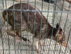 Badan Karantina Gagalkan Penyelundupan Kanguru Tanah Satwa Endemik Papua
