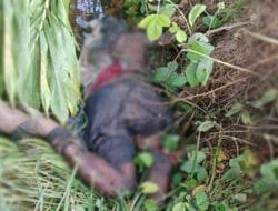 Kontak tembak hingga warga tewas terkena ledakan di Kabupaten Puncak