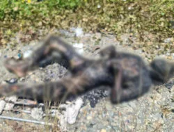 Polisi kesulitan identifikasi mayat pria ditemukan hangus terbakar di Timika