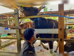 Ratusan hewan kurban masuk di Timika, Karantina perketat pemeriksaan