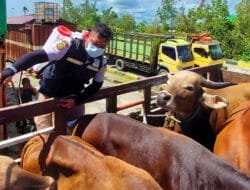 Karantina Papua Tengah periksa 38 ekor sapi kurban dari Tual