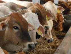 Peternak di Mimika pastikan harga sapi normal jelang Idul Adha 2025