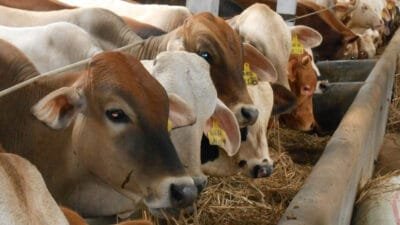 Peternak di Mimika pastikan harga sapi normal jelang Idul Adha 2025