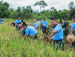 Danlanud Yohanis Kapiyau panen padi Gogo bersama petani Mimika