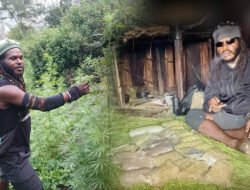 Komandan OPM ini diduga punya kebun ganja, modal membeli persenjataan