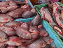 Loka POM tegaskan pewarna makanan dilarang untuk ikan meski tak berbahaya