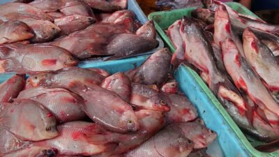 Loka POM tegaskan pewarna makanan dilarang untuk ikan meski tak berbahaya