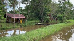 Banjir lenyapkan tanaman pertanian di SP1 Mimika, kini warga butuh alat berat