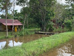 Banjir lenyapkan tanaman pertanian di SP1 Mimika, kini warga butuh alat berat