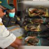 Karantina Papua Tengah sertifikasi ribuan ekor kepiting dikirim ke Singapura
