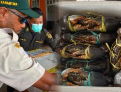 Karantina Papua Tengah sertifikasi ribuan ekor kepiting dikirim ke Singapura