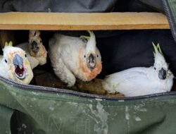 Upaya penyelundupan 9 Kakaktua Jambul Kuning berakhir di Pomako