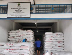 Harga pakan naik dan penjualan ke luar ditutup, peternak babi di Timika menjerit