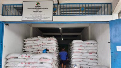 Harga pakan naik dan penjualan ke luar ditutup, peternak babi di Timika menjerit