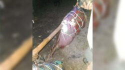 Satgas Rajawali 4 Tindak Kelompok Bersenjata Jeki Murib di Tembagapura: 1 Tewas dan 6 Ditangkap