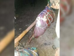 Satgas Rajawali 4 Tindak Kelompok Bersenjata Jeki Murib di Tembagapura: 1 Tewas dan 6 Ditangkap