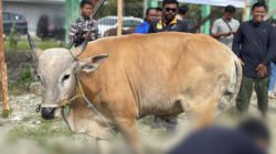 Dinas Peternakan Mimika Pastikan Hewan Kurban Aman dan Sehat