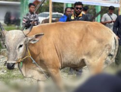 Dinas Peternakan Mimika Pastikan Hewan Kurban Aman dan Sehat