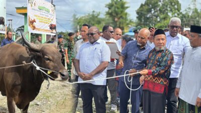 Bupati Mimika dan Gubernur Serahkan Hewan Kurban Sambut Iduladha 1447 H