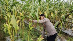 Dukung Swasembada Pangan, Polres Mimika Panen Satu Hektare Jagung​