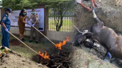 Karantina Papua Tengah Musnahkan ​Sapi Ilegal Asal Tual Bendung Ancaman PMK