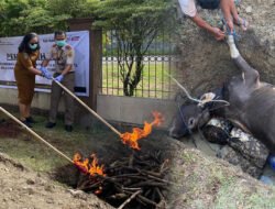 Karantina Papua Tengah Musnahkan ​Sapi Ilegal Asal Tual Bendung Ancaman PMK