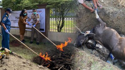 Karantina Papua Tengah Musnahkan ​Sapi Ilegal Asal Tual Bendung Ancaman PMK