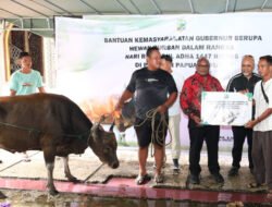Gubernur Meki Nawipa Salurkan 26 Sapi Kurban untuk Warga Nabire dan Mimika