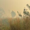 El Nino Kategori Sangat Kuat, BMKG Nabire Catat Ratusan Titik Panas dan Peringatkan Waspada Kebakaran