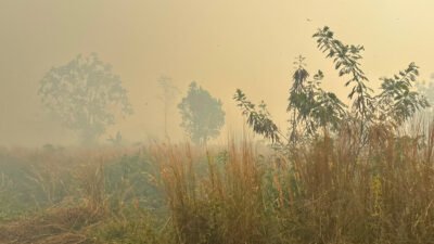 El Nino Kategori Sangat Kuat, BMKG Nabire Catat Ratusan Titik Panas dan Peringatkan Waspada Kebakaran