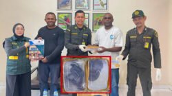 Tiga Ular Death Adder Gagal Diselundupkan dari Timika ke Semarang