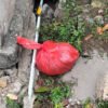 Warga Temukan Janin Bayi Laki-Laki dalam Kantong Plastik di Jalan Megantara Timika