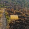 Kebakaran Lahan di Aroanop Mimika Hanguskan Pondok dan Area Pemakaman