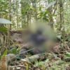 Tiga Orang Diduga OPM Tewas dalam Kontak Tembak dengan TNI di Maybrat