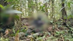 Tiga Orang Diduga OPM Tewas dalam Kontak Tembak dengan TNI di Maybrat