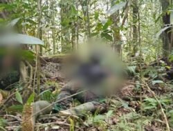 Tiga Orang Diduga OPM Tewas dalam Kontak Tembak dengan TNI di Maybrat